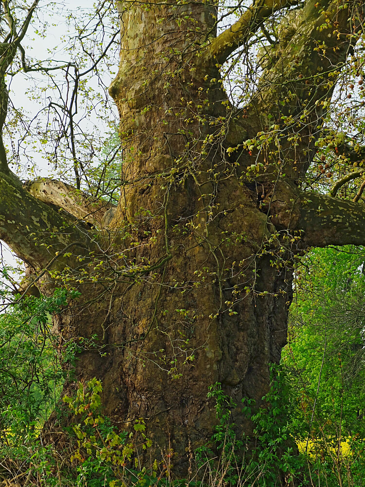 Wirklich riesige Platane direkt an der B 83 in Ohr (Emmerthal, Landkreis Hameln-Pyrmont) Niedersachsen > soll das zweitgrößte bekannte Exemplar in Deutschland sein; Naturdenkmal