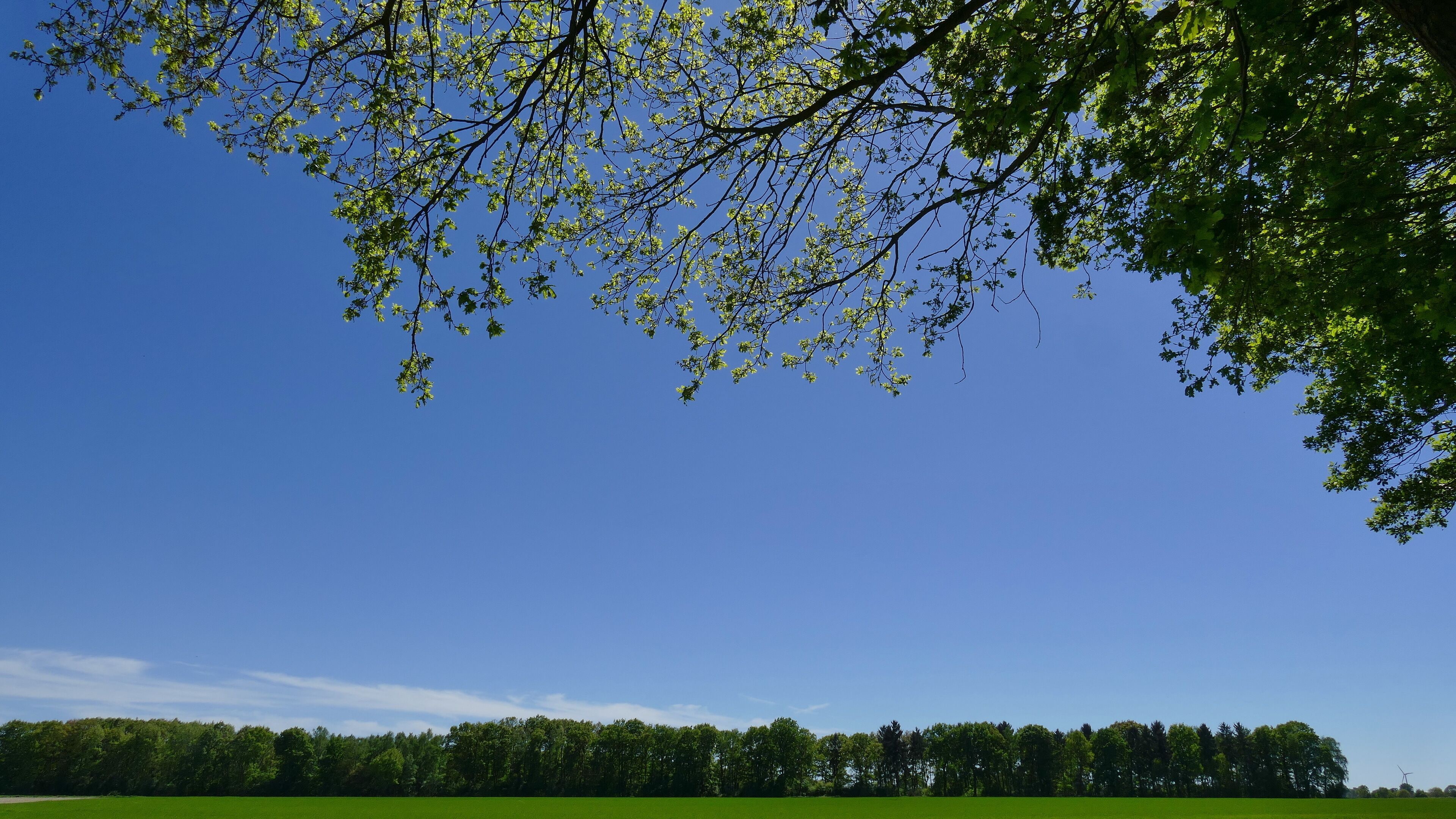 Auf den lehmig sandigen Böden des Landschaftsschutzgebietes Toteismoor (LSG-H 62) überwiegt die Ackernutzung. Die noch vorhandenen typischen Landschaftsstrukturen wie Grünlandflächen, Brachen, feuchte Senken, einzelne alte Eichen auf Grünlandparzellen, Eichen-Birken-Hecken, Jungaufwuchs von Erlen und Birken sowie einzelne Waldparzellen werden hier besonders geschützt.