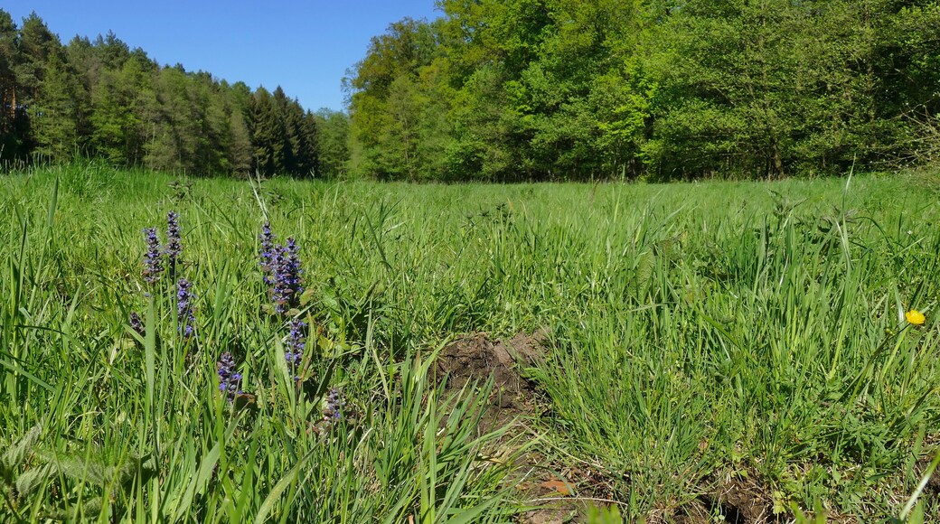 Im Burgdorfer Holz (LSG-H 16) werden insbesondere die feuchten Grünlandflächen am Seebeck geschützt. Hier blüht der Kriechende Günsel (Ajuga reptans).