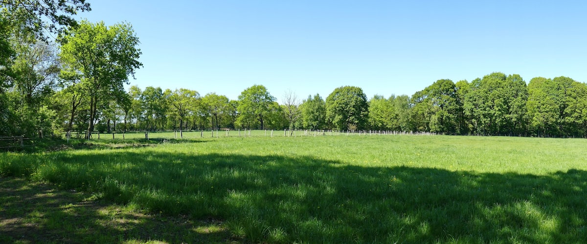 A grassy field with trees and a clear sky.