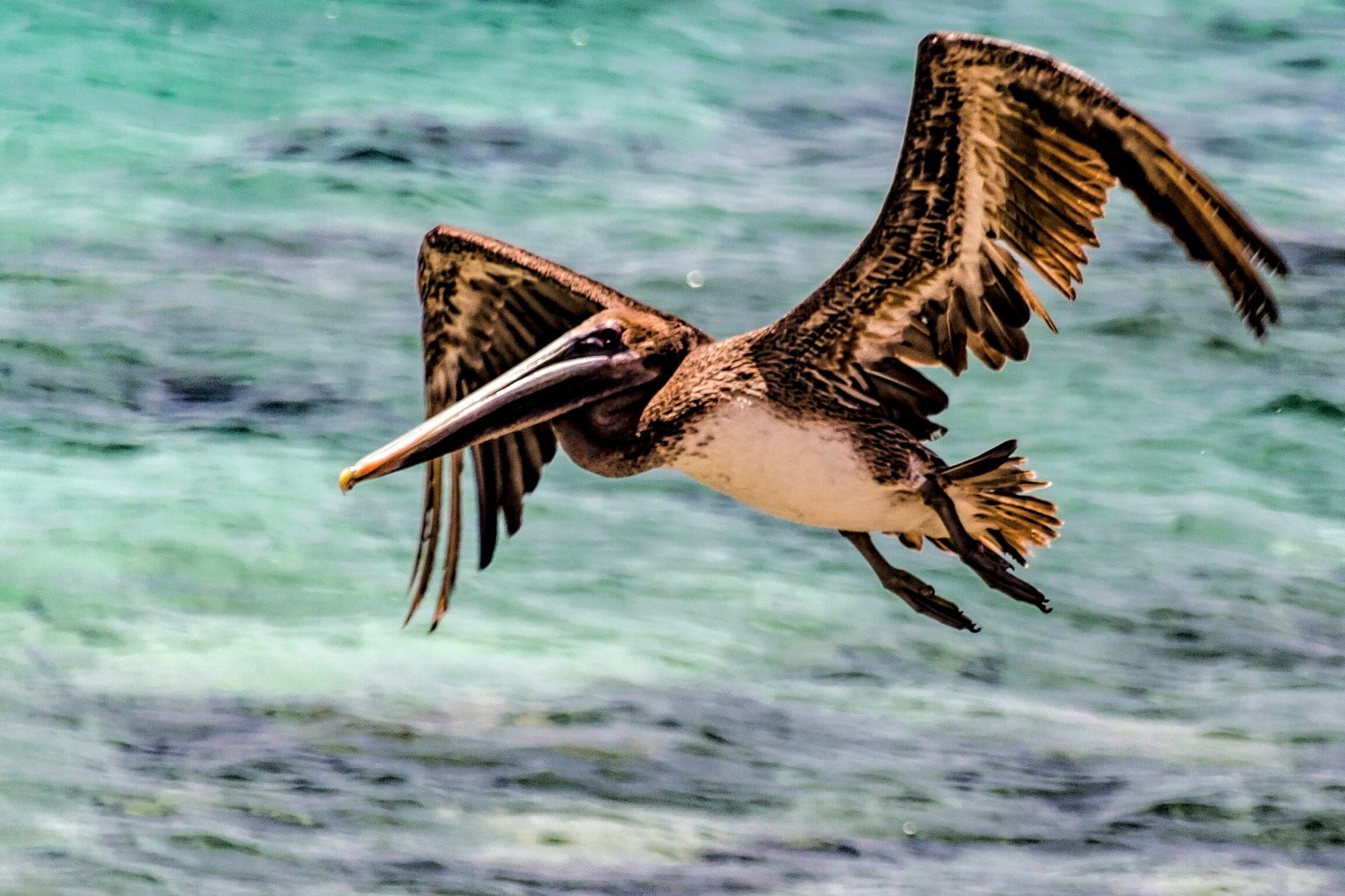 These Pelicans were having a great time eating all of the small fish that were swimming in the water.