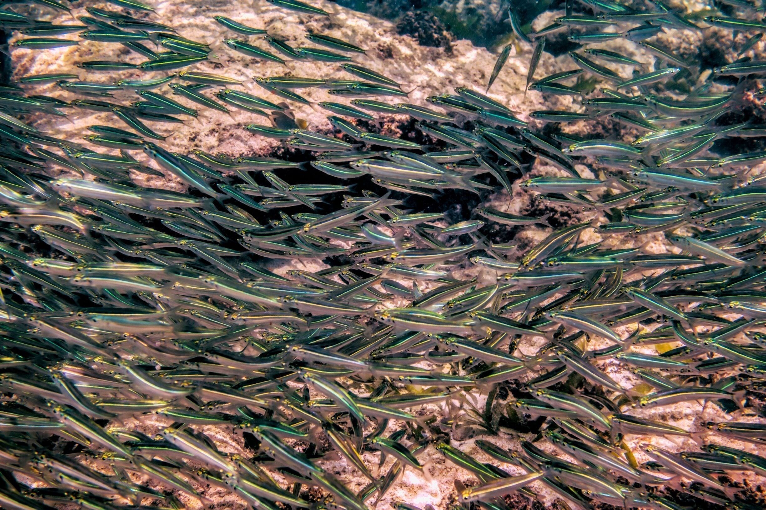 This was taken at Catalina cove. These little fish were right off the beach there must have been thousands of them.