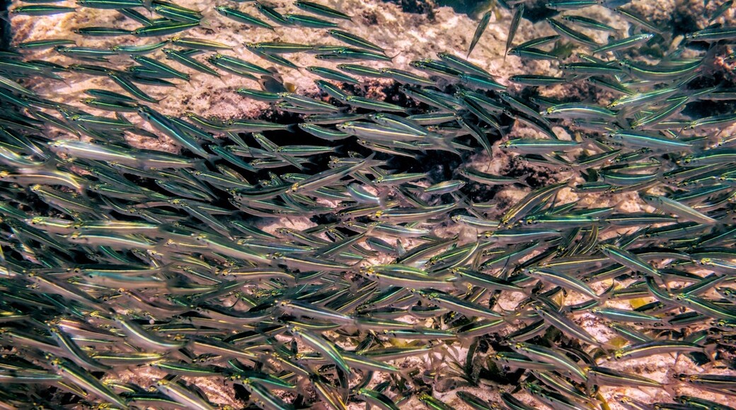 This was taken at Catalina cove. These little fish were right off the beach there must have been thousands of them.