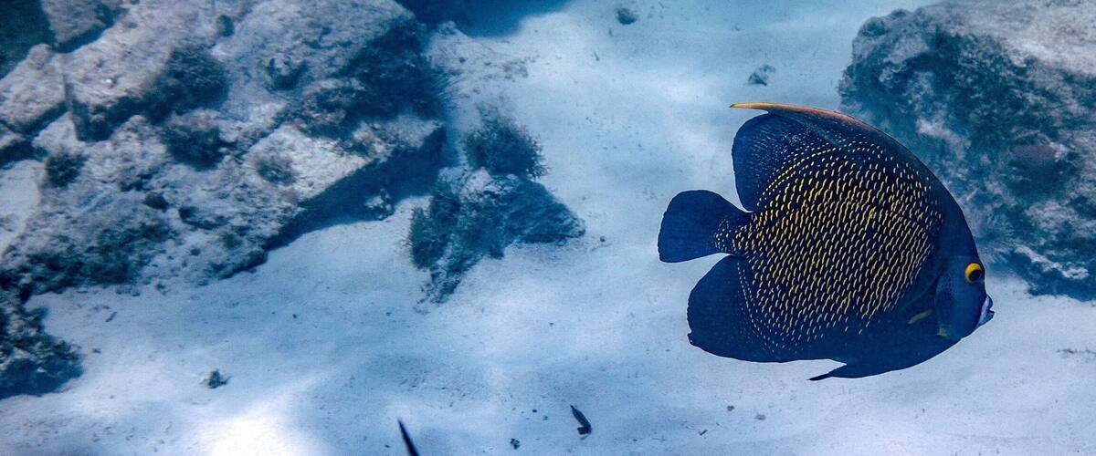 The best snorkeling on the island