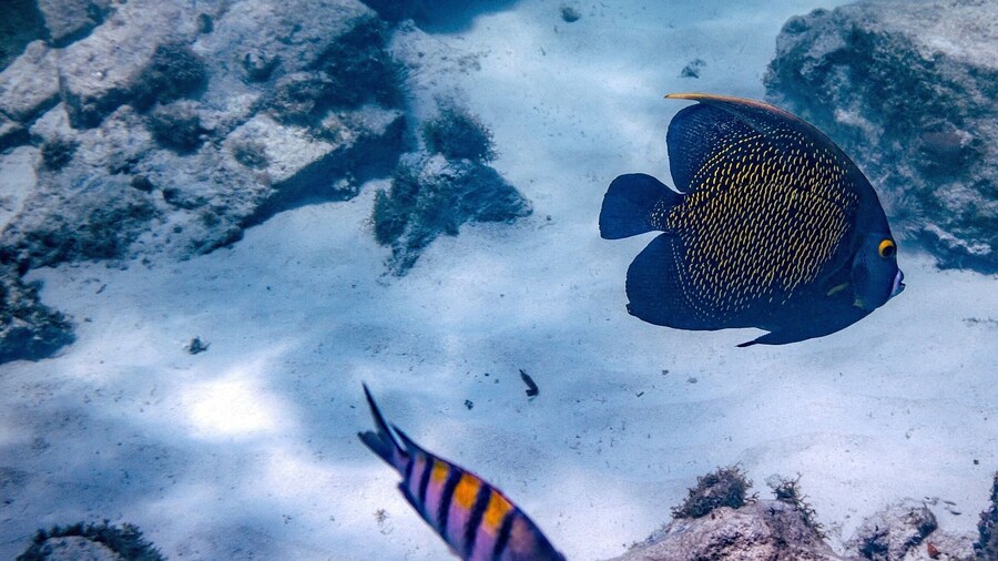 The best snorkeling on the island