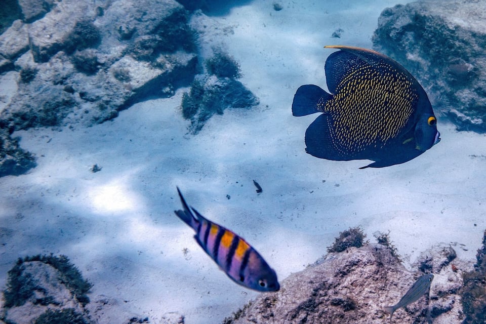 Un pez con franjas amarillas nadando cerca de un arrecife de coral.