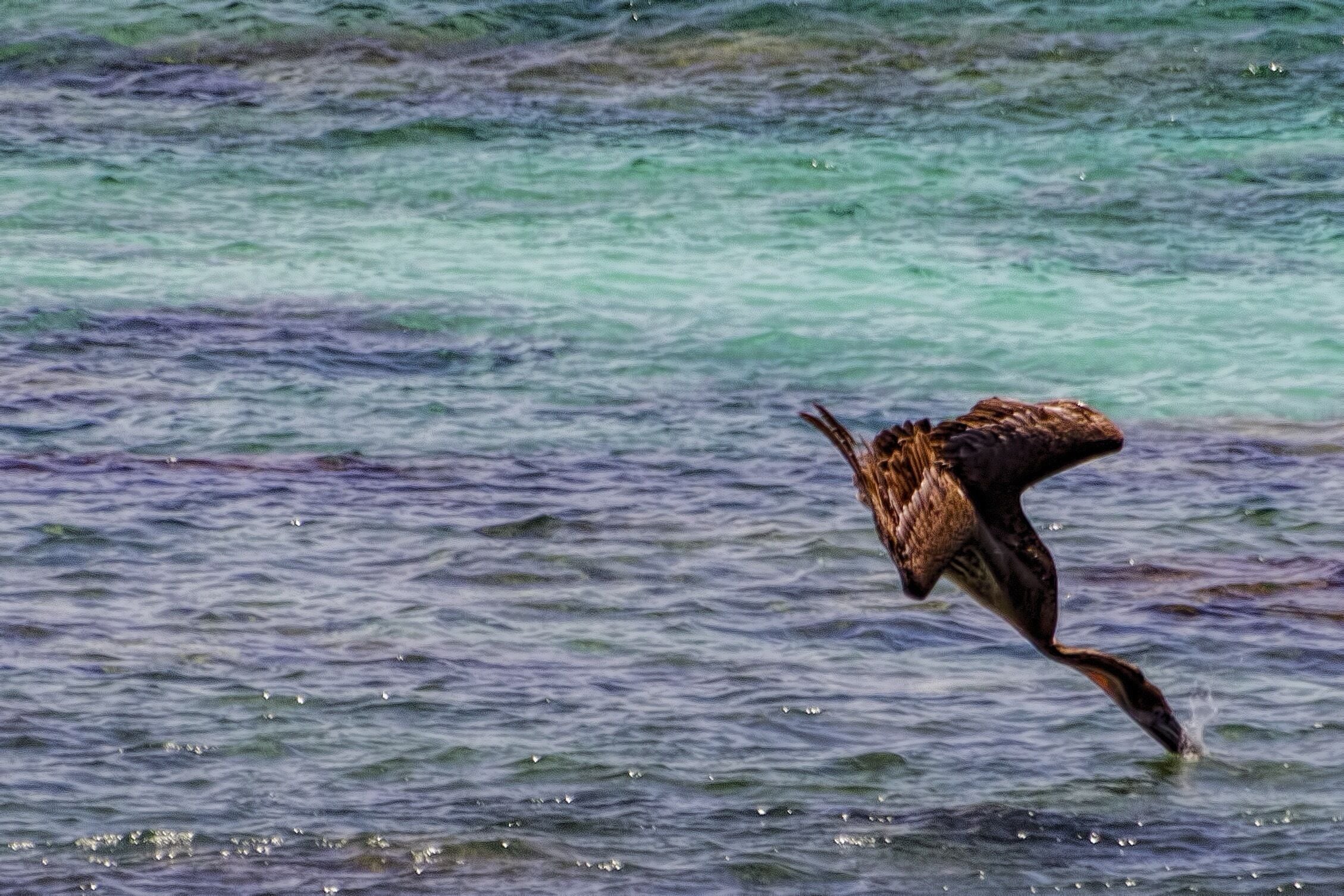 Was lucky to get the pelican scooping up some minnows


Vinramundo.smugmug.com