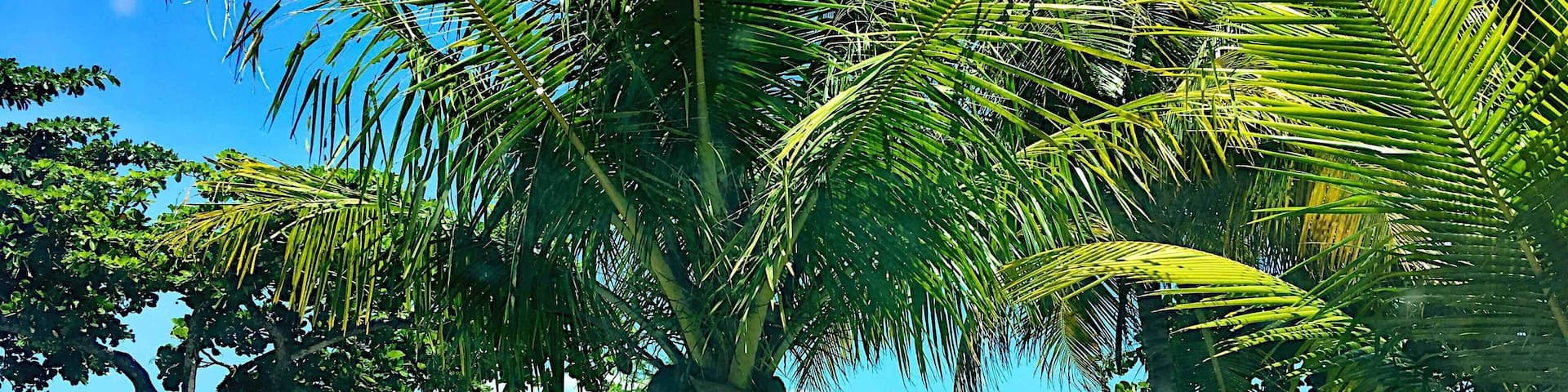 A beach with palm trees and a clear blue sky.