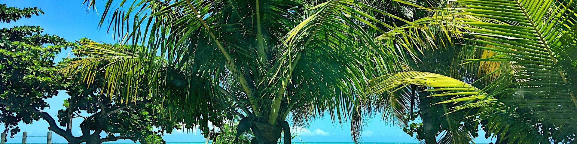 Una playa con palmeras y un cielo azul despejado.