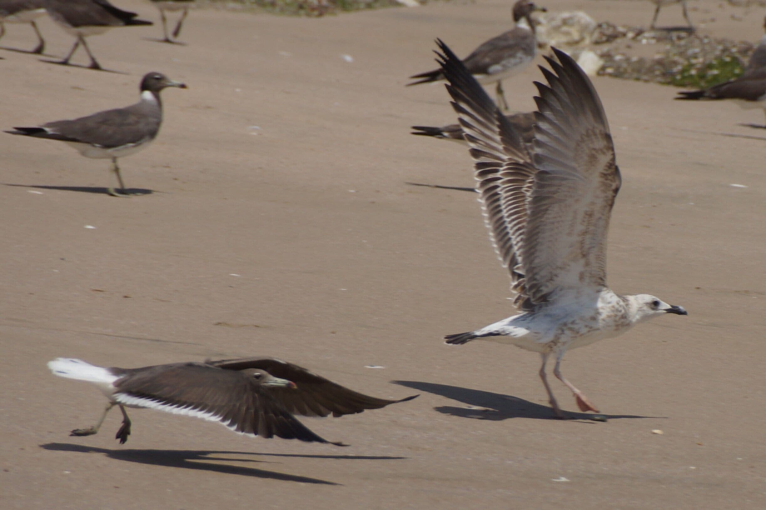 Sooty Gull and Juvenile Yellow-Legged Gull - almost there...