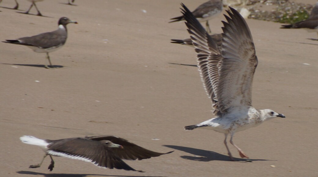 Sooty Gull and Juvenile Yellow-Legged Gull - almost there...