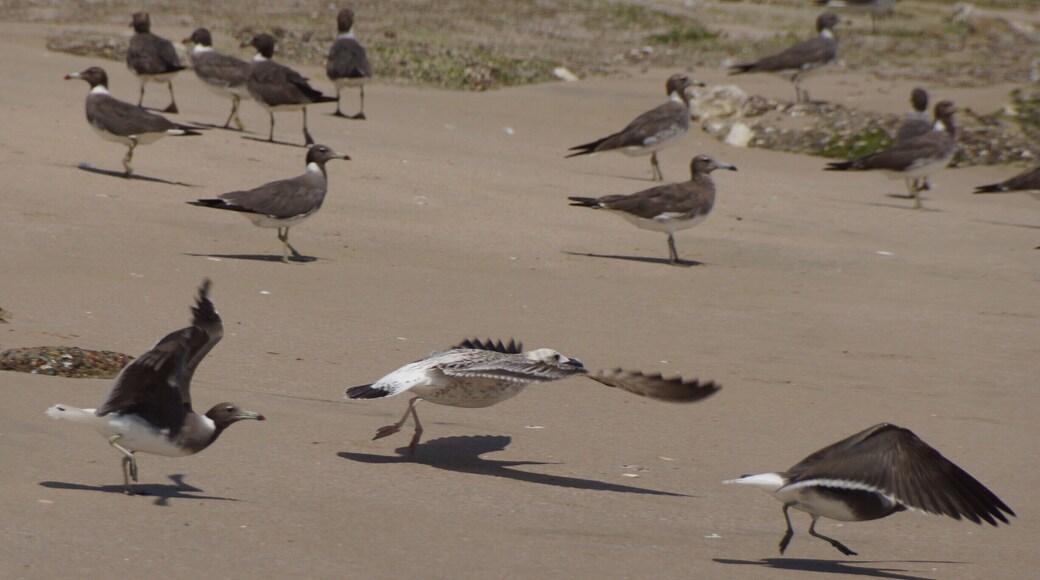 Sooty Gulls and a Juvenile Yellow-Legged Gull preparing for take-off.