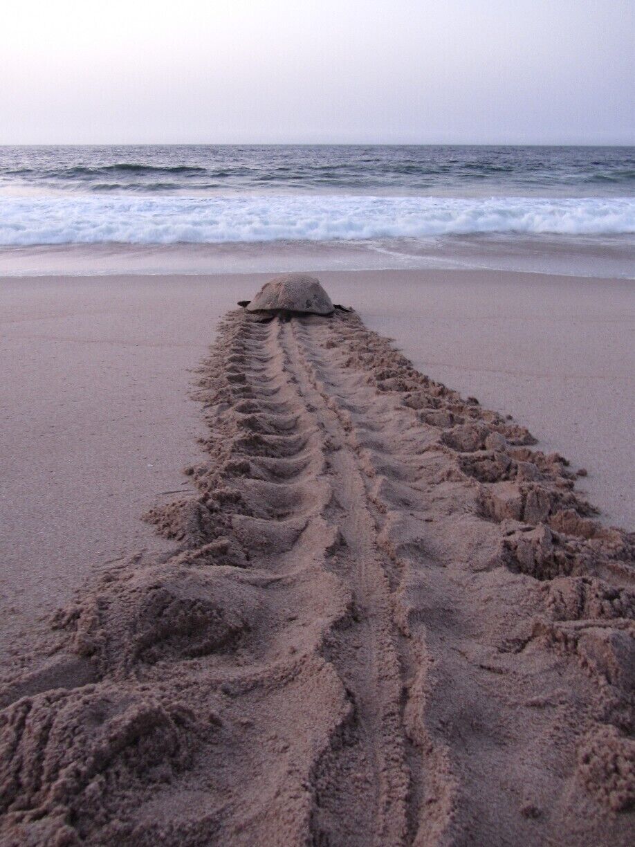 One of a few places you can see nesting and hatching turtles in this area.  The area is protected and you can only go there with local guides from the research centre on-site, in organised groups.  There are rules, which are explained in English and Arabic and the Omani guides take them very seriously - which is refreshing.  This is one of the few beaches where you will see pretty much no rubbish, so the reserve part is actually working.  The pre-dawn trip is just magic and well worth the excruciatingly early rise time!  Since i was last there in 2011, I believe there are more accommodation options available.  The rooms in the centre itself were clean and minimal, but had everything you needed.  Being mostly tiled, it was very noisy if people were being noisy in the common areas outside the rooms.  Breakfast was basic, but it was included and sufficient.  Don&#x27;t expect 5-star luxury from the food and accom, but do expect it from the location and the nature show!