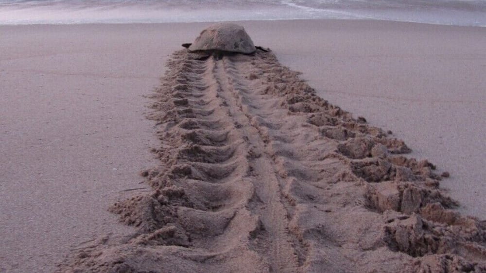 One of a few places you can see nesting and hatching turtles in this area. The area is protected and you can only go there with local guides from the research centre on-site, in organised groups. There are rules, which are explained in English and Arabic and the Omani guides take them very seriously - which is refreshing. This is one of the few beaches where you will see pretty much no rubbish, so the reserve part is actually working. The pre-dawn trip is just magic and well worth the excruciatingly early rise time! Since i was last there in 2011, I believe there are more accommodation options available. The rooms in the centre itself were clean and minimal, but had everything you needed. Being mostly tiled, it was very noisy if people were being noisy in the common areas outside the rooms. Breakfast was basic, but it was included and sufficient. Don't expect 5-star luxury from the food and accom, but do expect it from the location and the nature show!