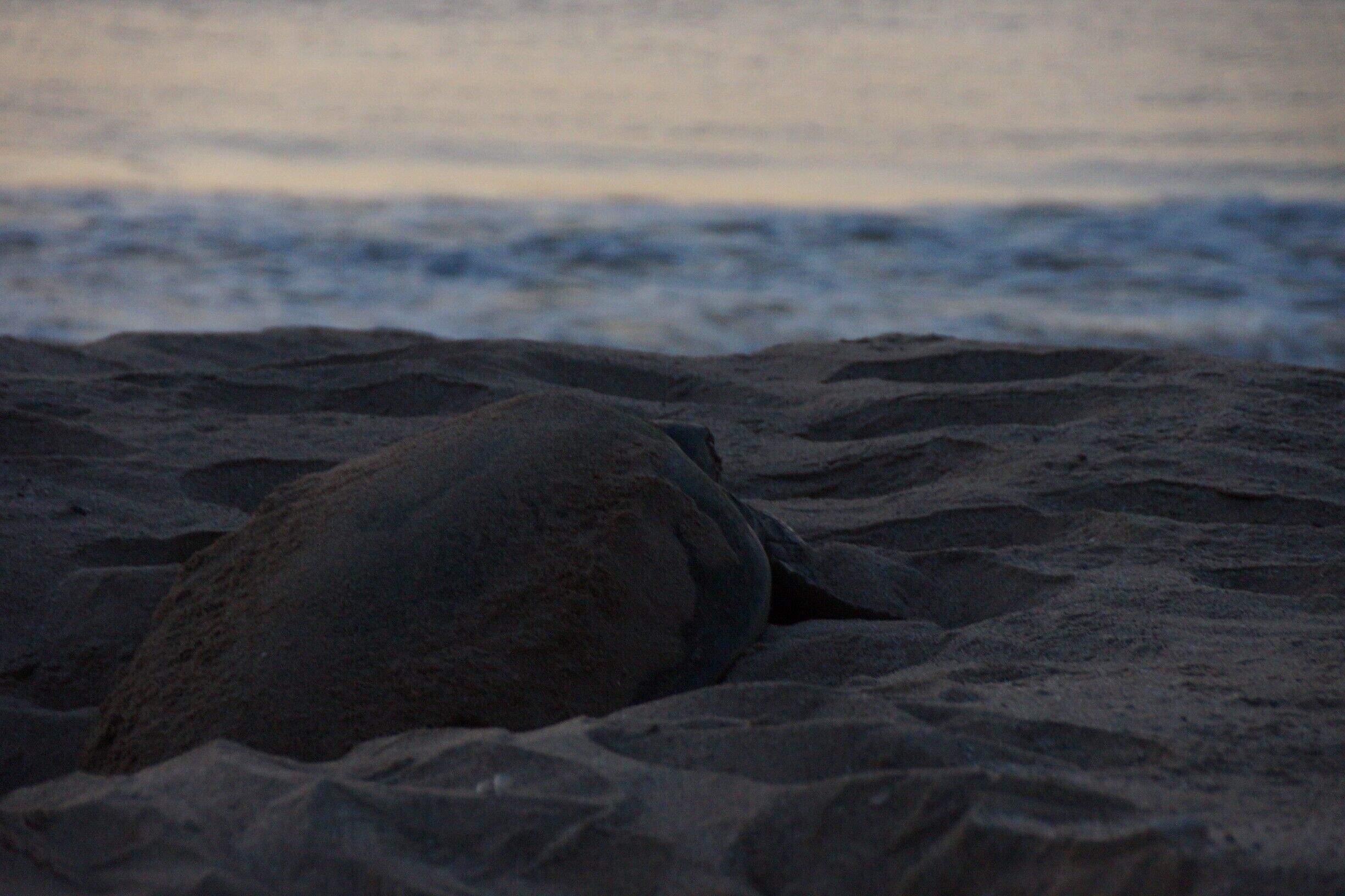 Green Turtle finding her way back home to the sea after some early morning egg laying.  Remarkable creatures...