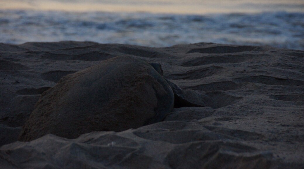 Green Turtle finding her way back home to the sea after some early morning egg laying. Remarkable creatures...
