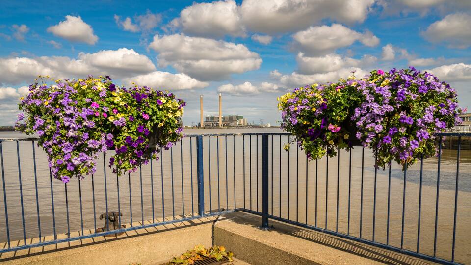 A waterfront with hanging flower baskets and a dog near a metal fence.