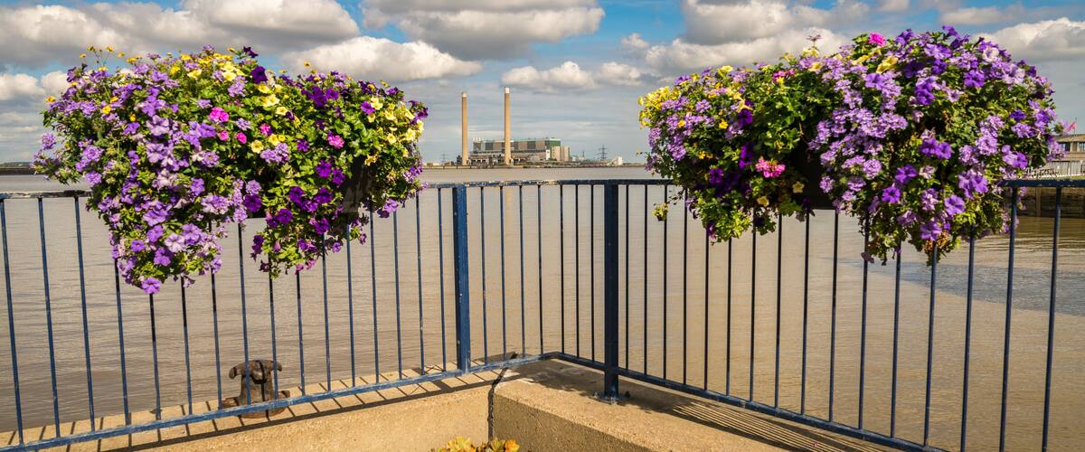 A waterfront with hanging flower baskets and a dog near a metal fence.