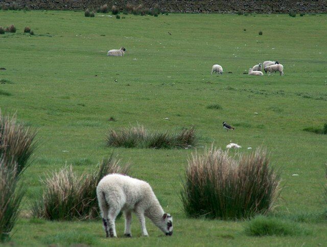 Um campo gramado com ovelhas pastando e um pássaro voando.