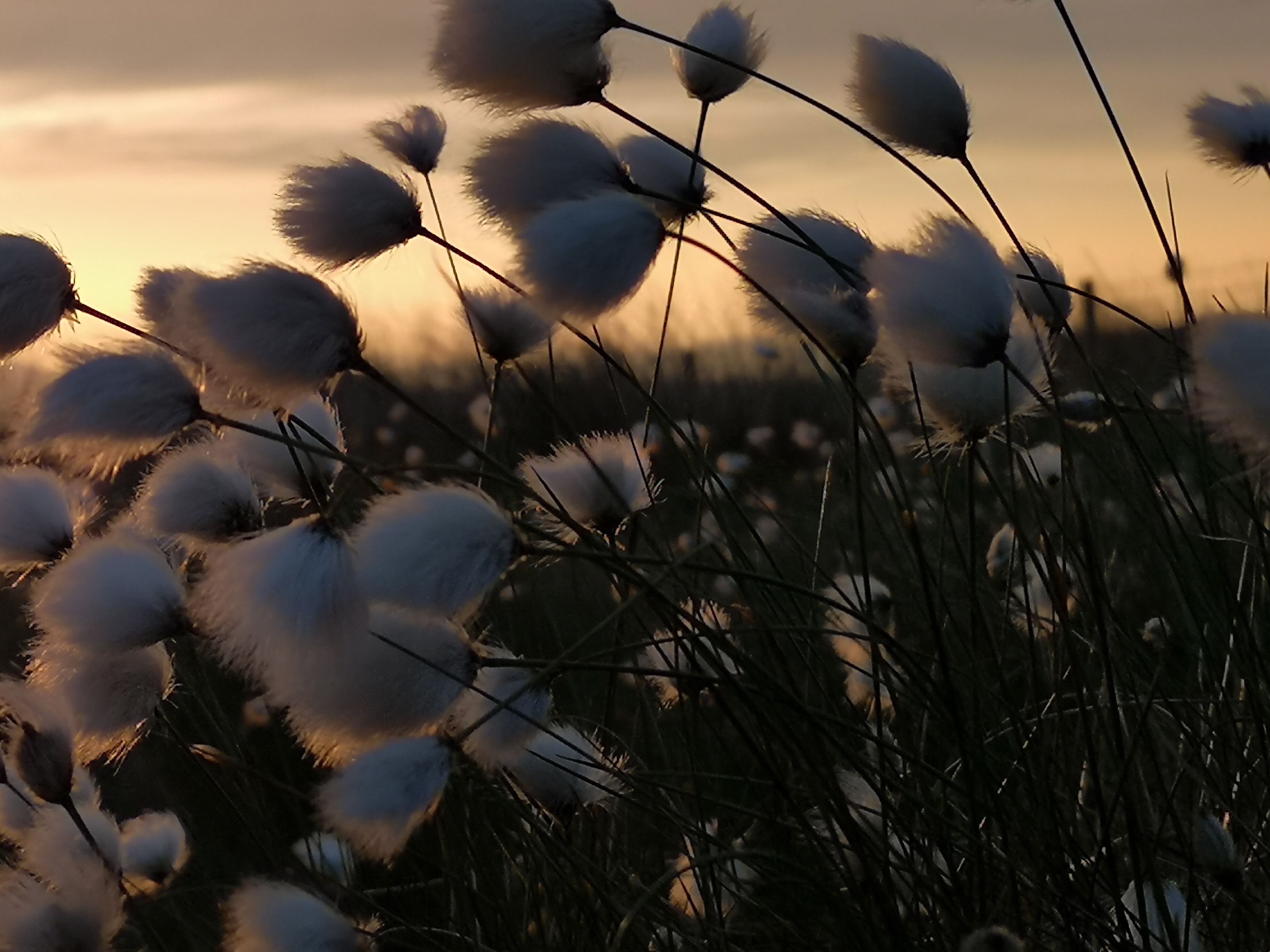 Cotton grass at sunset.