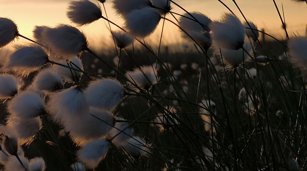 Cotton grass at sunset.