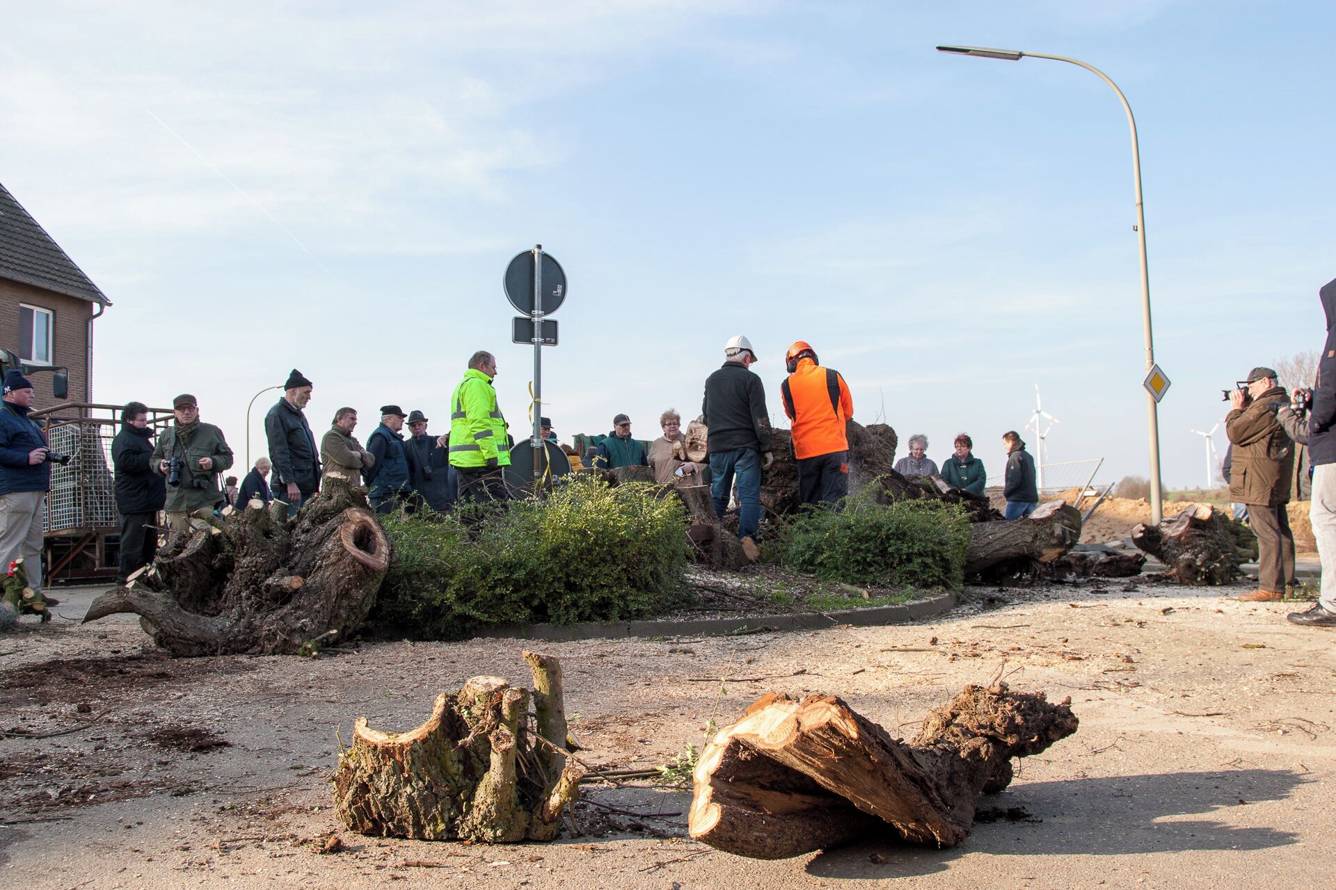 The lime tree (Tilia) in Borschemich, in the morning of 27 February 2016.