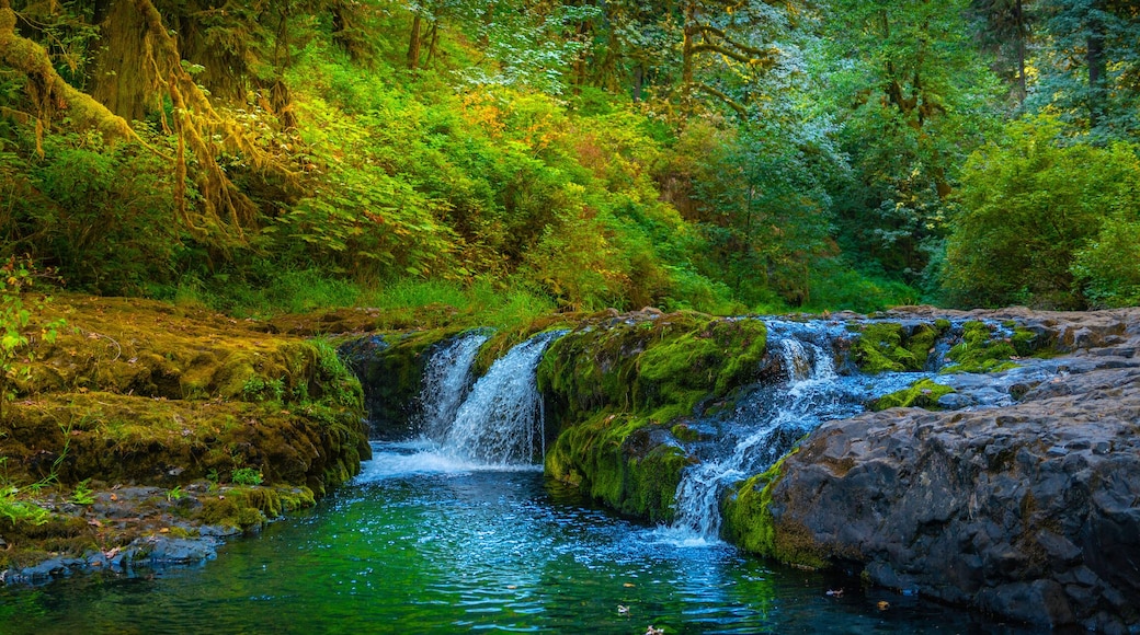 Waterfall in the autumn rainforest of Silver Falls State Park, Oregon