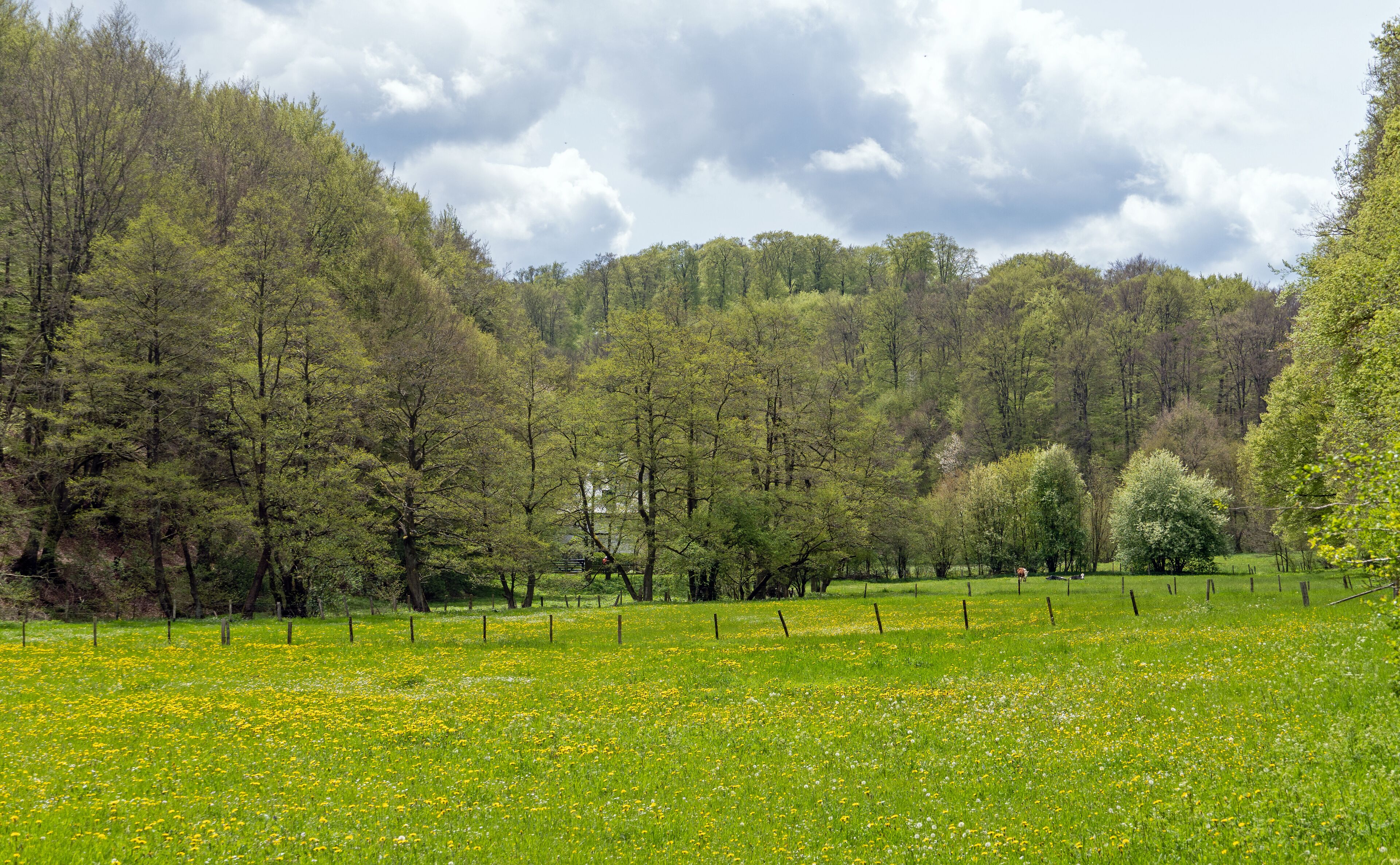 Wandern im Nationalpark Eifel