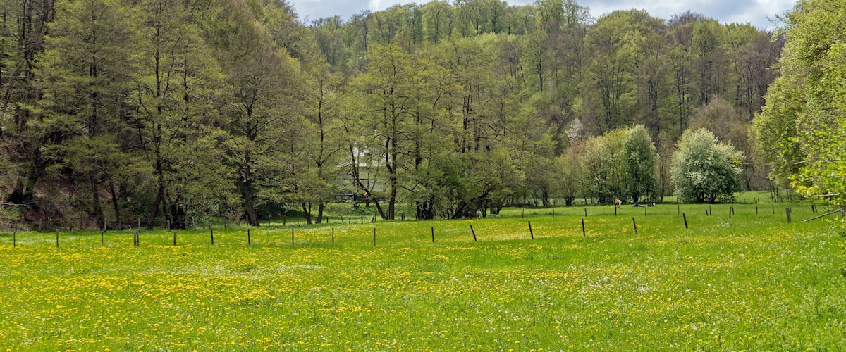 A lush green meadow with yellow flowers and a forested hillside in the background.