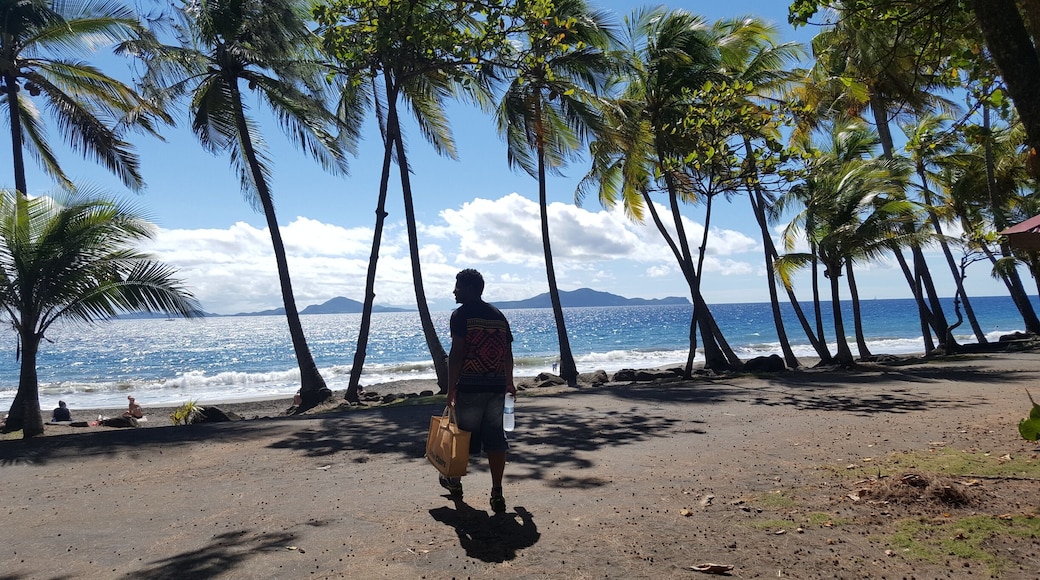 #Green palms for days in Guadeloupe #Caribbean