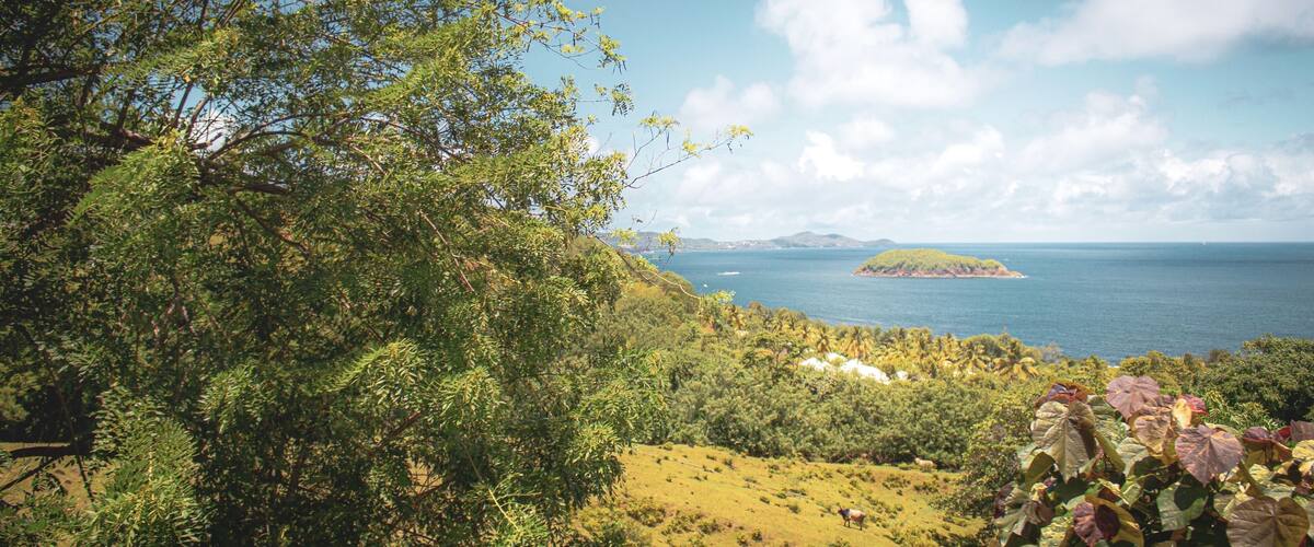 A coastal landscape with dense foliage, a distant island, and a clear sky.