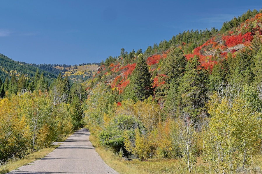 A gravel road flanked by autumn-colored trees and a clear blue sky.