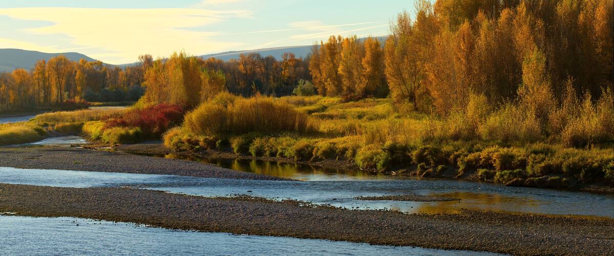 A river flowing through a forest with autumn-colored trees.
