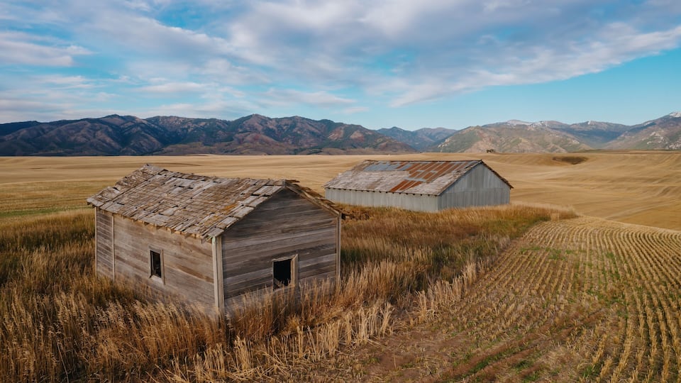 Two rustic wooden barns in a vast wheat field with mountains in the background.