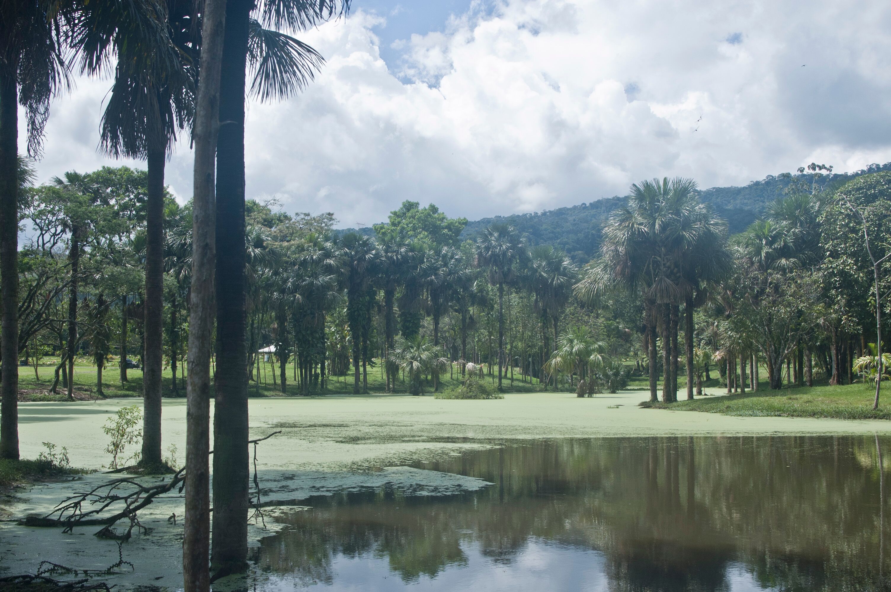 sowing, Farm, Colombia, Nature, Field work, Meta, Restrepo