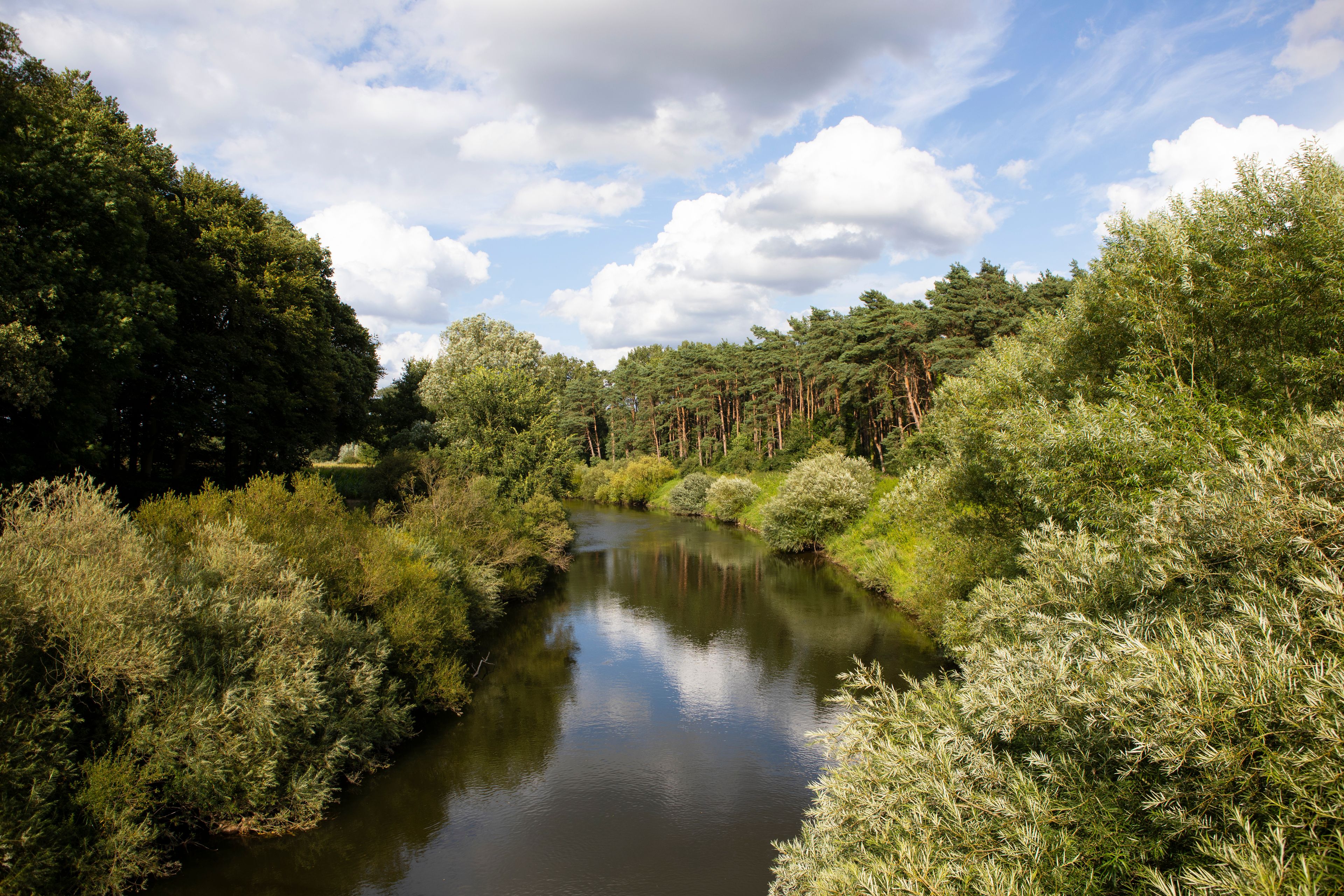 Ein Fluss fließt durch einen dichten Wald mit verschiedenen Bäumen und Sträuchern.