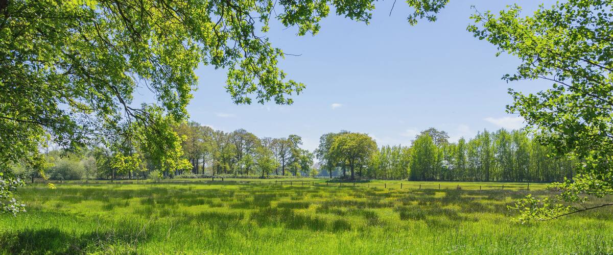 Un campo verde y exuberante con árboles al fondo.