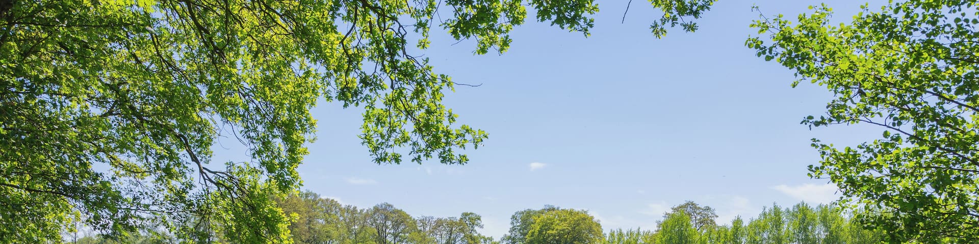 A lush green field with trees in the background.