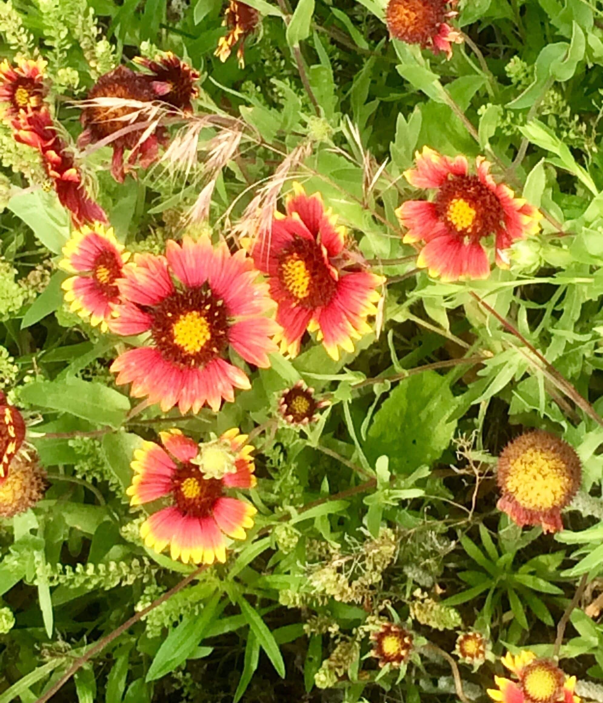 Indian blanket flower. Beautiful this year.