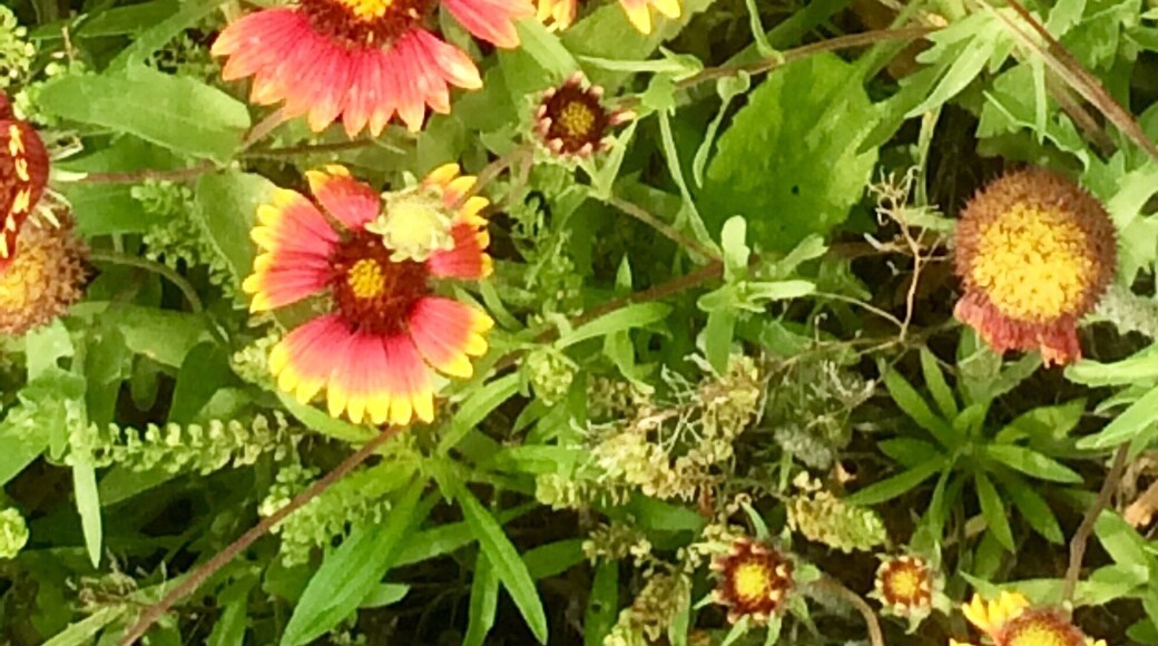 Indian blanket flower. Beautiful this year.