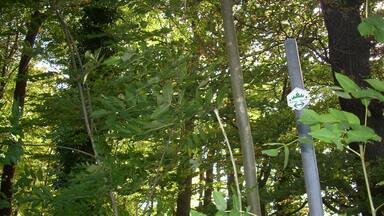 Ein einzelner Wegweiser der Kaiser-Route wird nahe Schwerte von Gebüsch verdeckt. (Nordrhein-Westfalen; Deutschland)