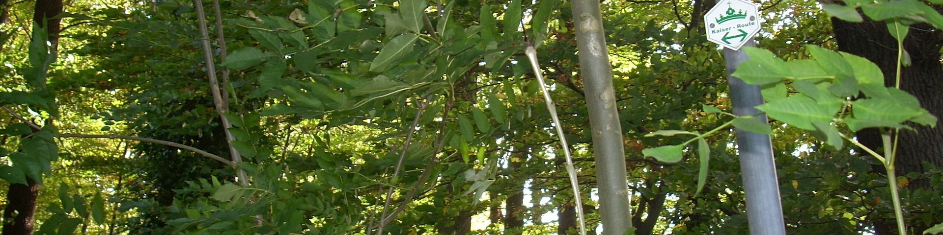 A signpost with a directional arrow in a forested area.