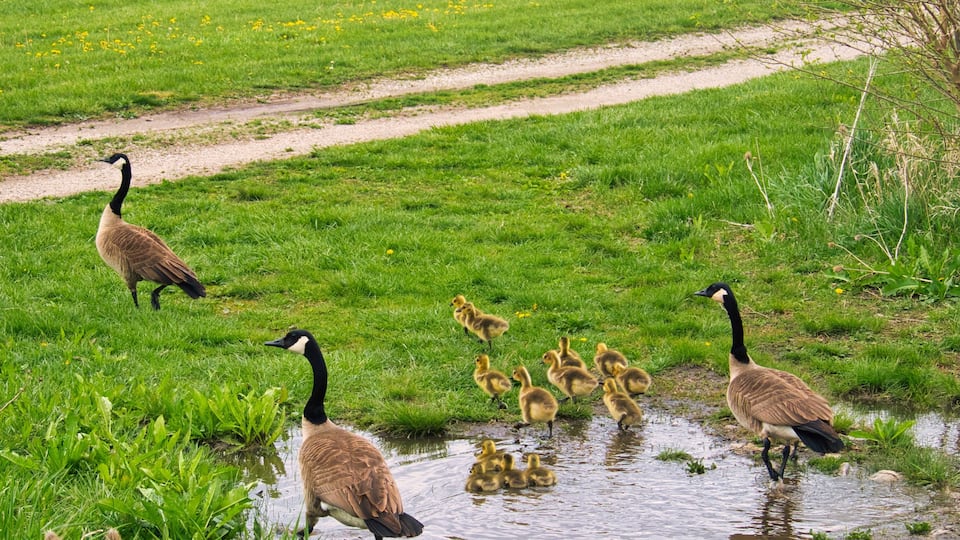 A grassy area with a pond, geese, and ducklings.