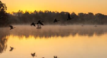 A calm lake at sunrise with birds flying and a misty forest in the background.