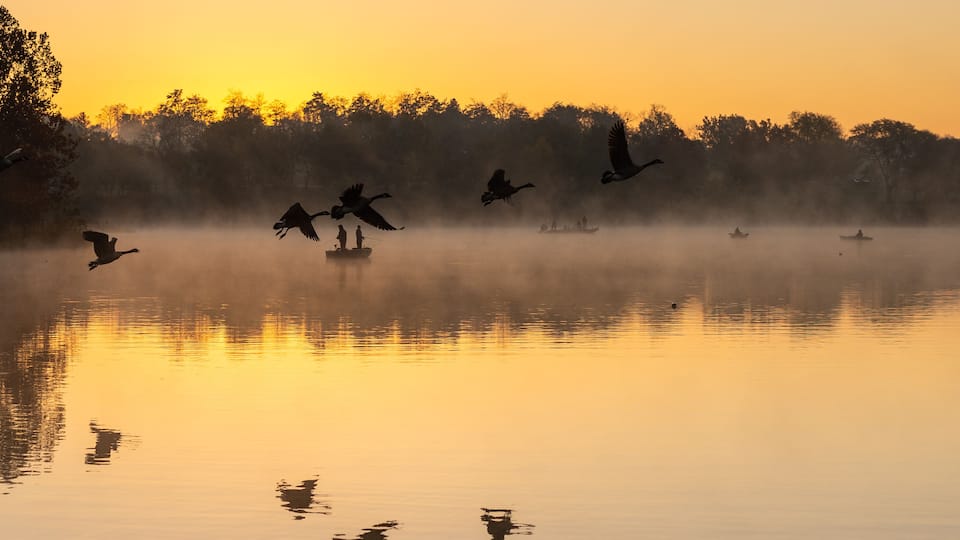 A calm lake at sunrise with birds flying and a misty forest in the background.