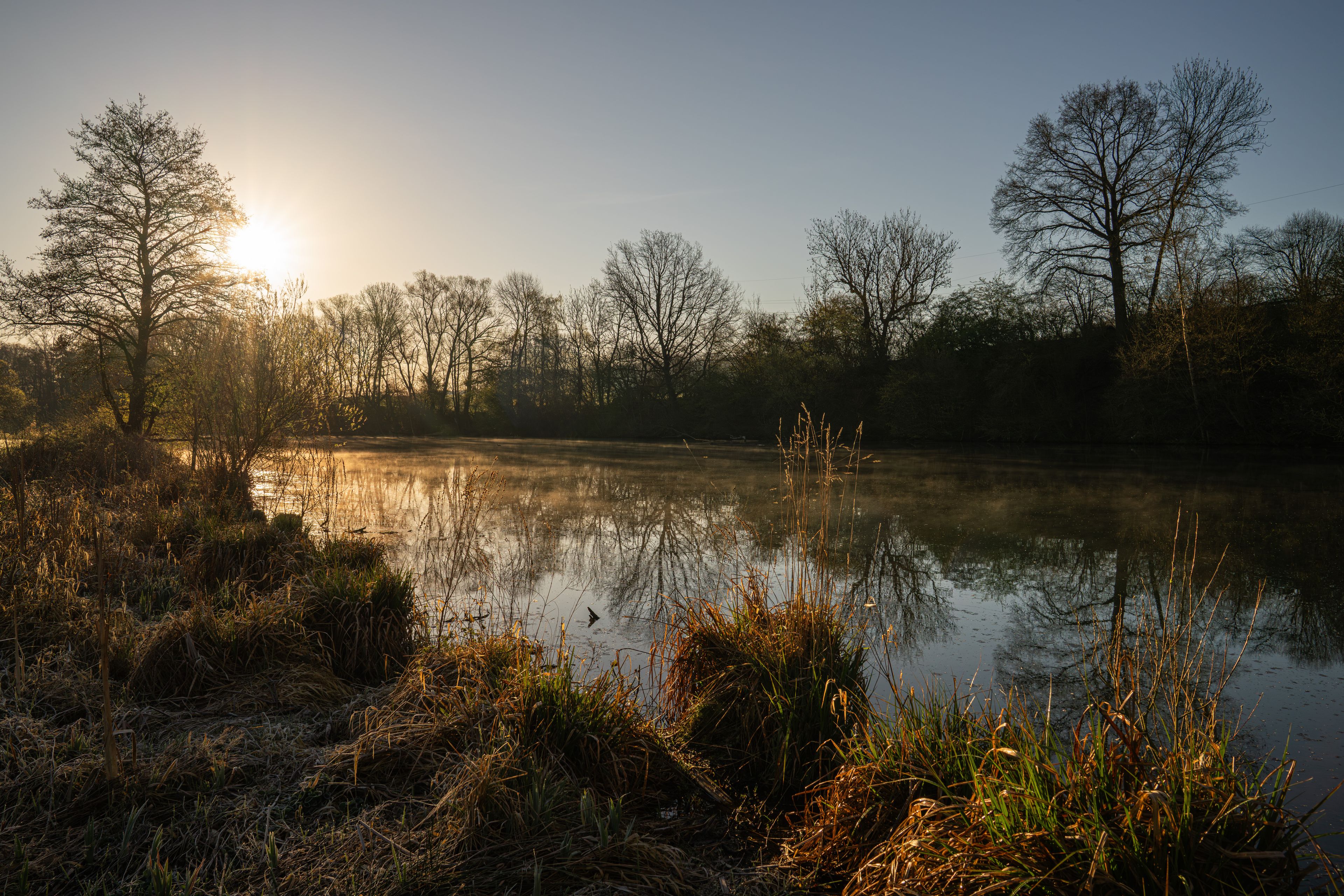 A serene lakeside scene with trees and reeds during sunrise or sunset.