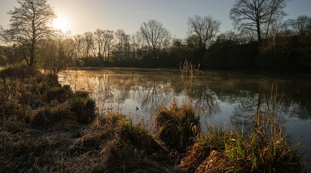 A serene lakeside scene with trees and reeds during sunrise or sunset.