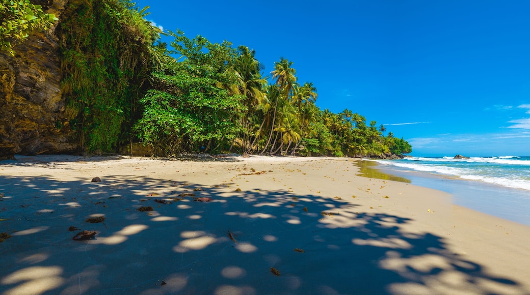 Panoramic view of a paradise beach under the coconut trees in Blanchisseuse, Trinidad and Tobago