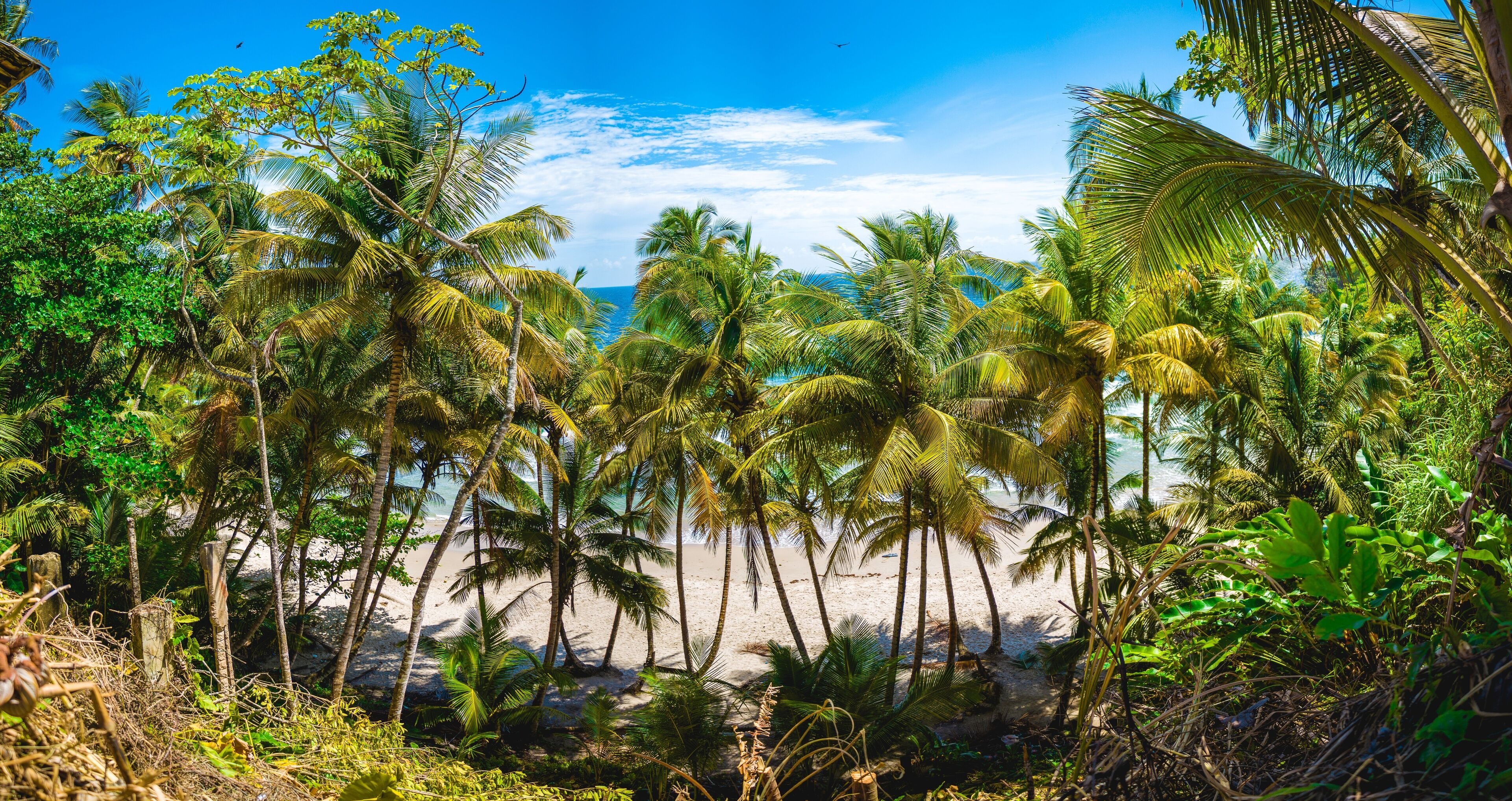 Panoramic view of the tropical coconut trees on the beach of Blanchisseuse, Trinidad and Tobago