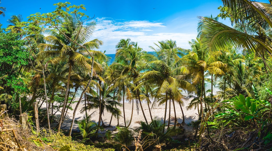 Panoramic view of the tropical coconut trees on the beach of Blanchisseuse, Trinidad and Tobago